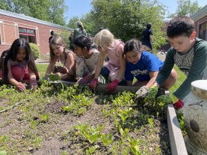 Fourth graders gardening at CLE